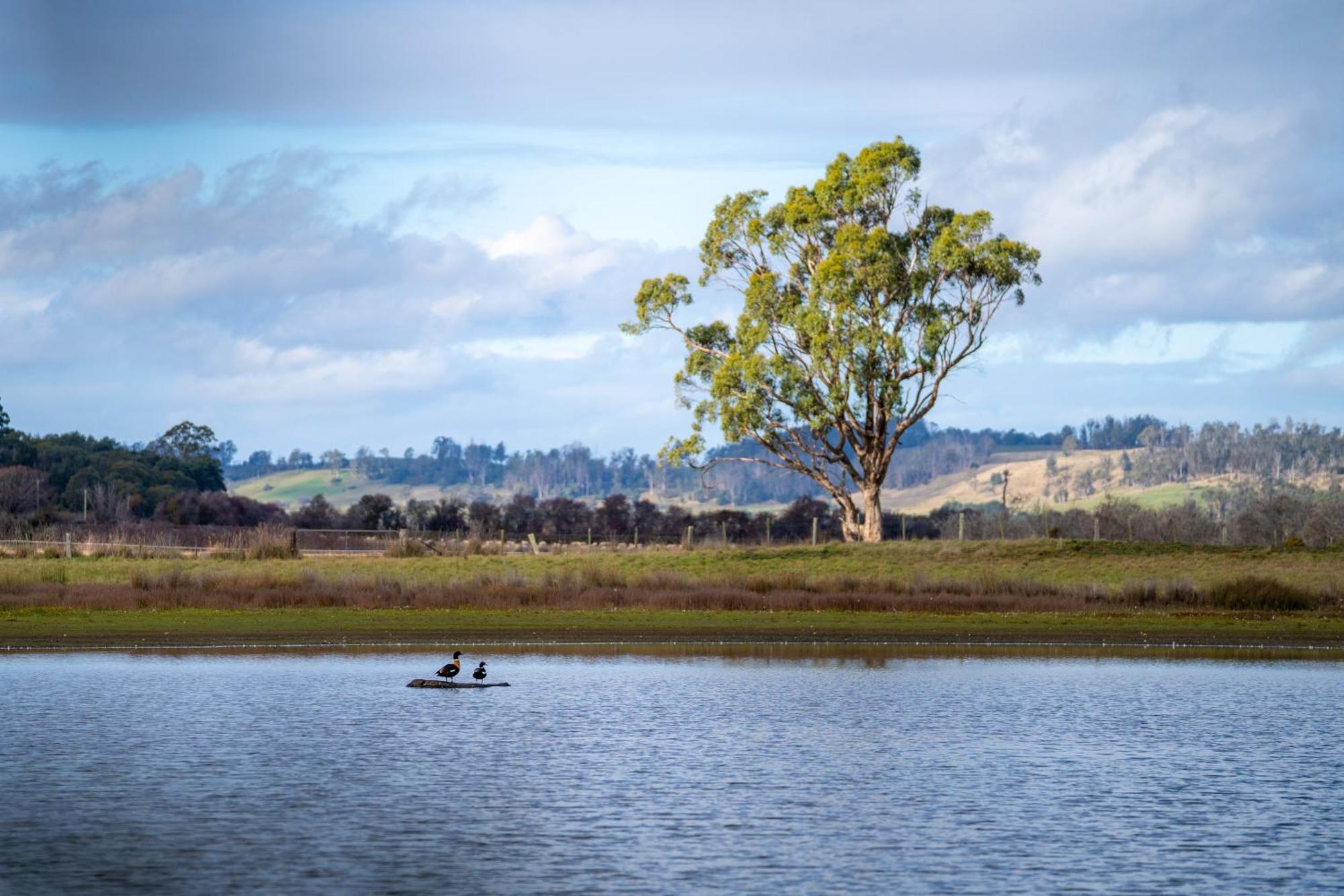 Blackwood Park Cottages Mole Creek Exteriör bild