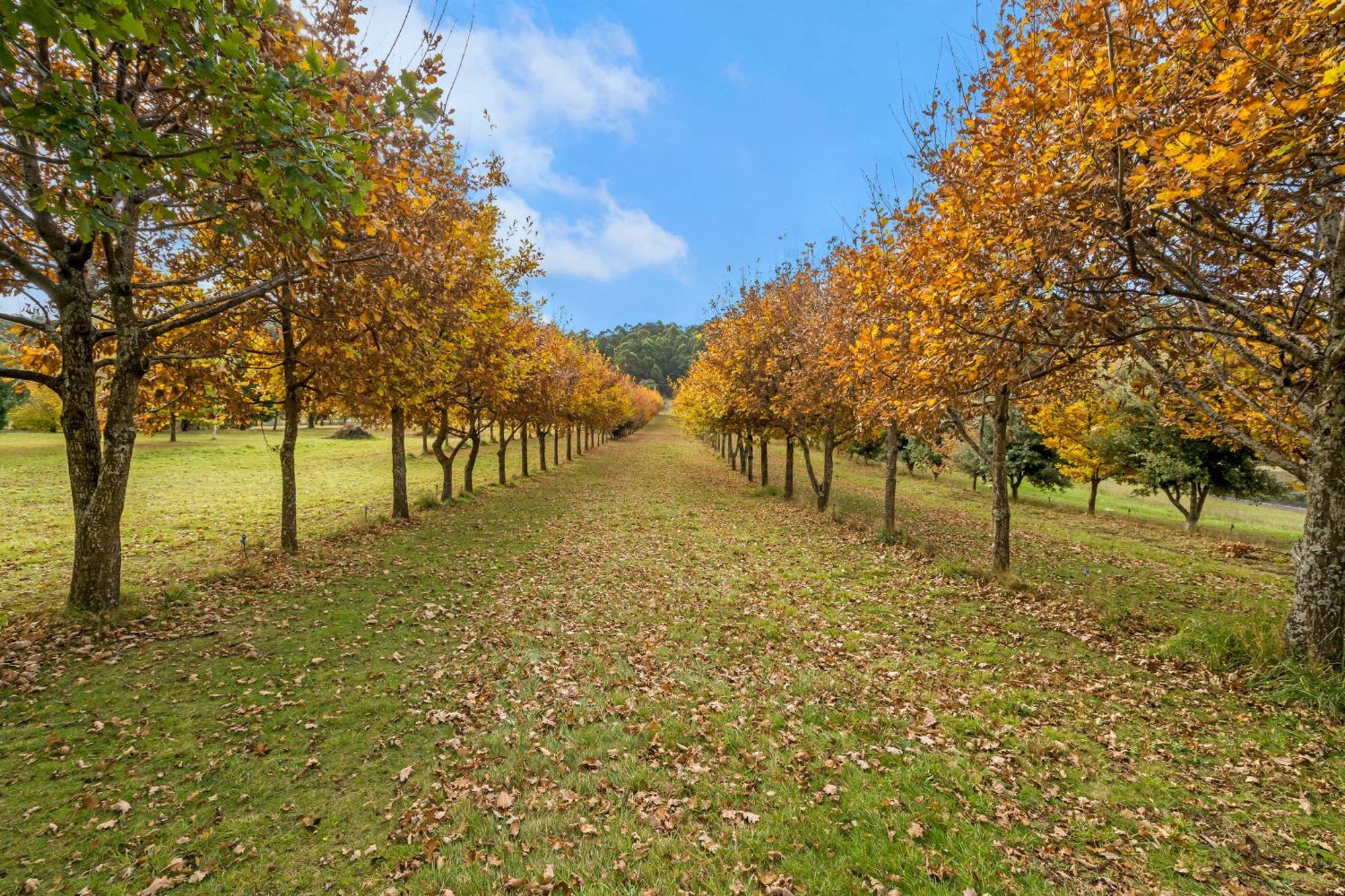 Blackwood Park Cottages Mole Creek Exteriör bild