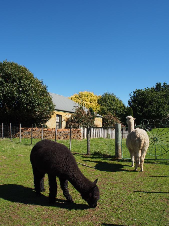 Blackwood Park Cottages Mole Creek Exteriör bild